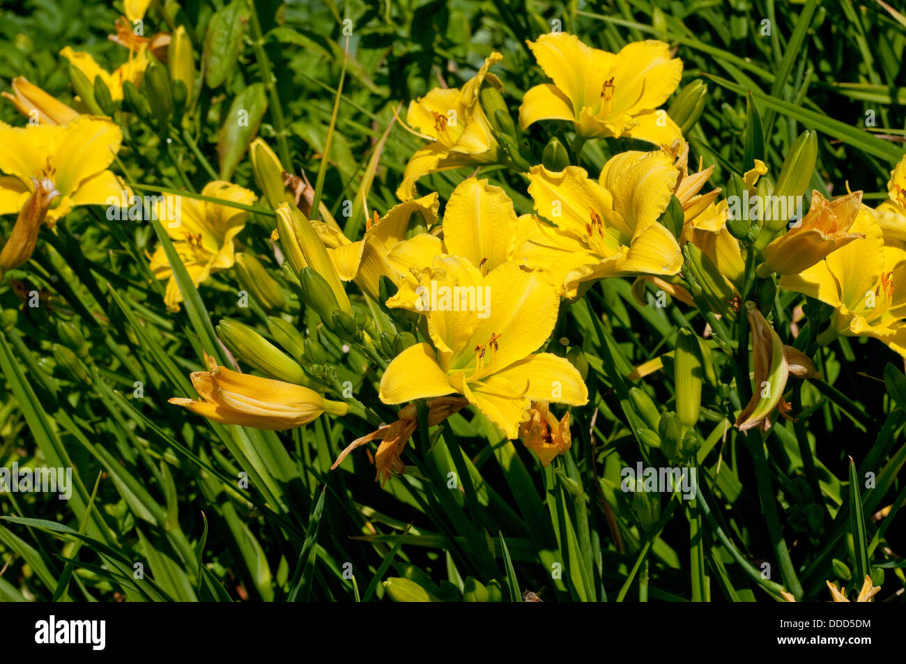 Hemerocallis 'Green Flutter' flowers Stock Photo