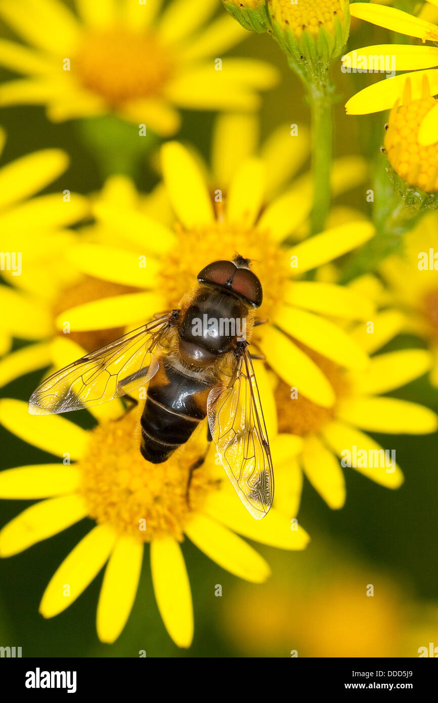 drone fly, drone-fly, dronefly, Lange Bienen-Schwebfliege, Lange Bienenschwebfliege, Bienen-Schwebfliege, Eristalis pertinax Stock Photo