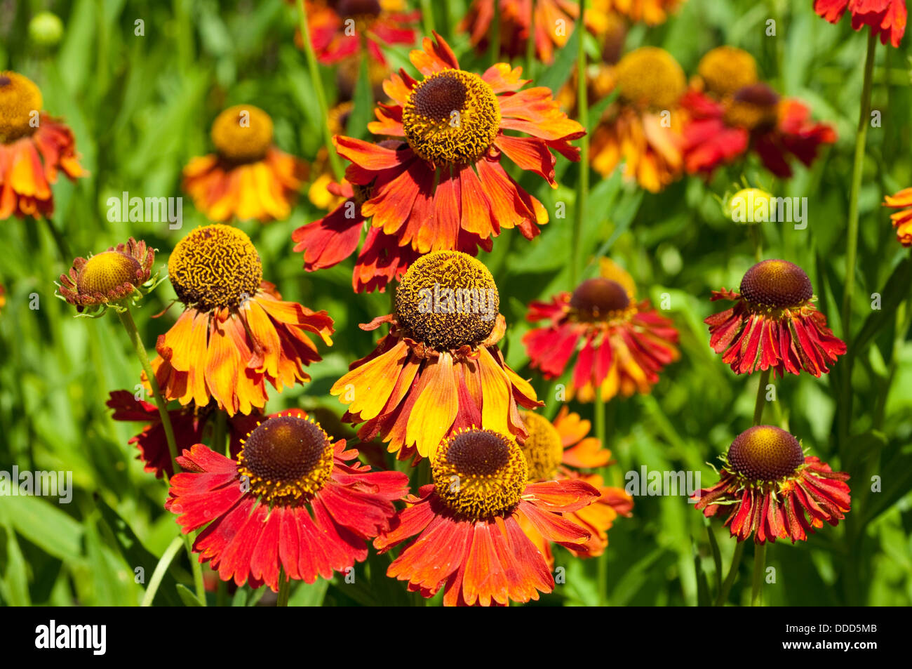 Helenium 'Sonnenwunder' flowers Stock Photo