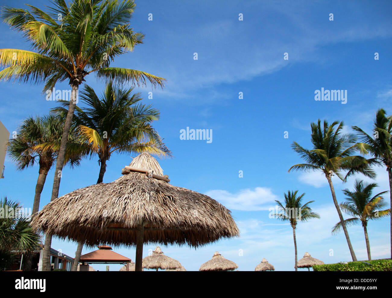 Classic blue skies and puffy clouds with several tall palm trees over Tiki umbrellas at seashore resort, where people go to relax from busy lives. Stock Photo