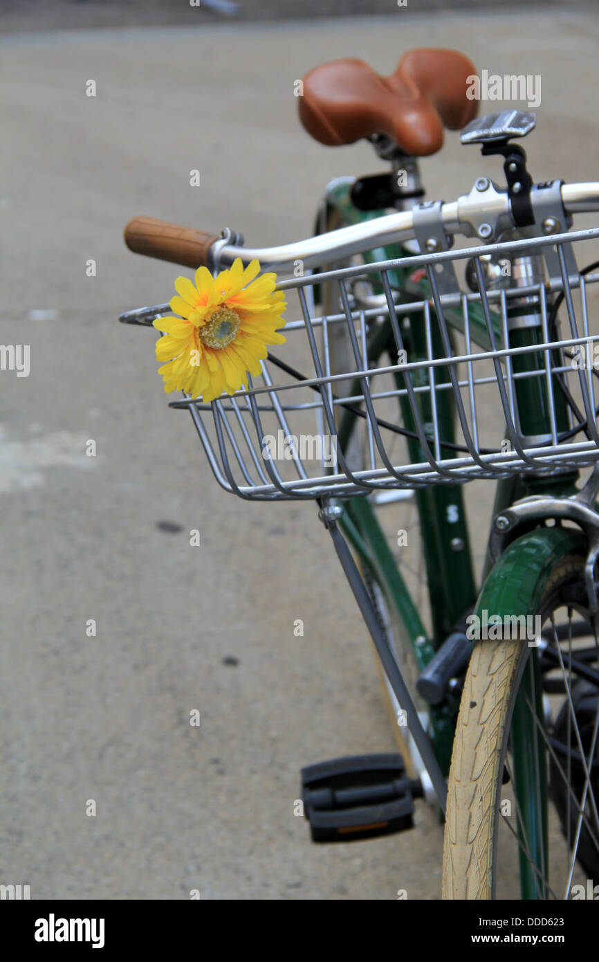 Old fashioned bicycle with metal basket and single yellow blossom attached to it Stock Photo Alamy