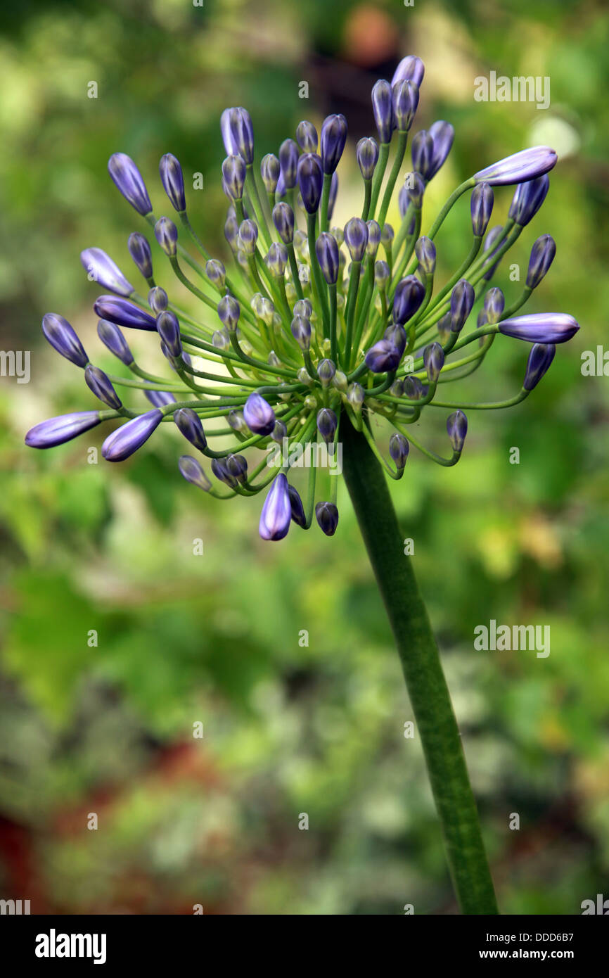 Blue Agapanthas, Agapanthus africanus ( African lily ) Stock Photo