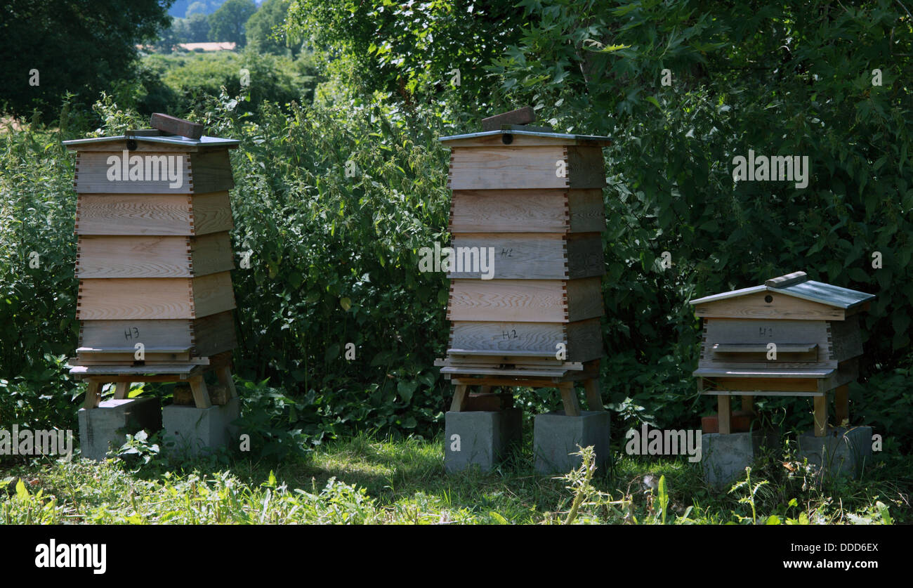 Bee Hives Stock Photo