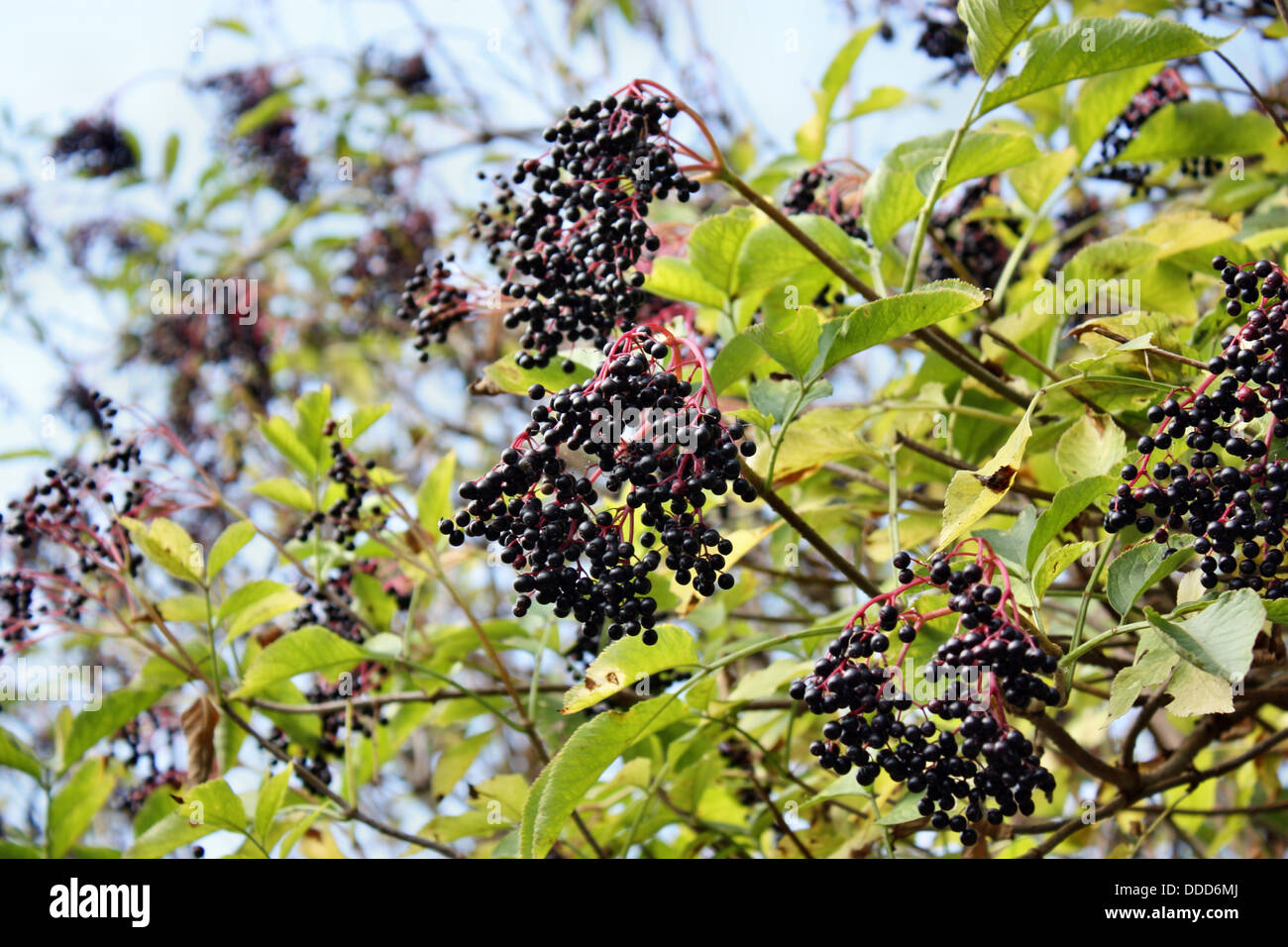 Growing wild elderberries medicinal garden Stock Photo Alamy