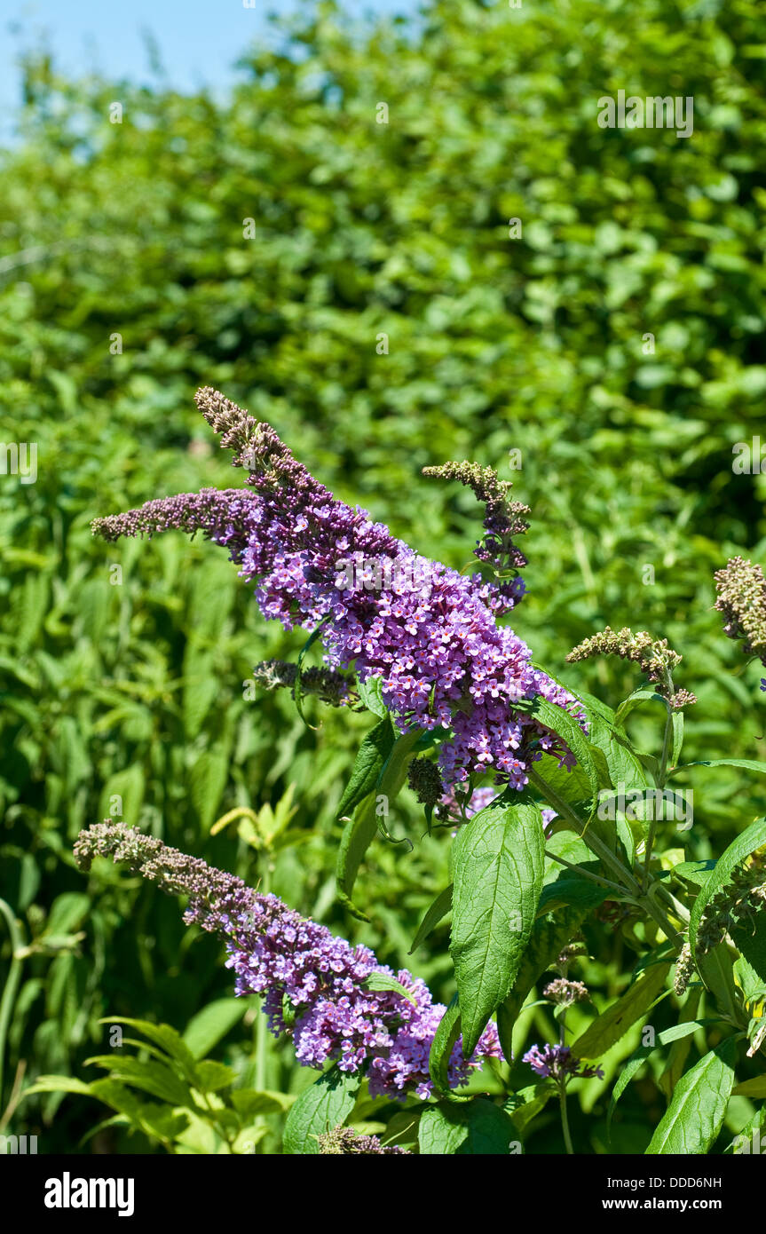 Buddleja davidii Peacock 'Peakeep' Stock Photo - Alamy