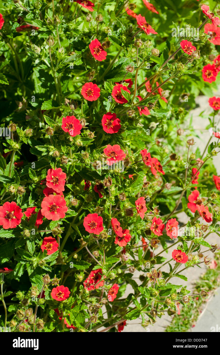Potentilla 'Gibson's Scarlet' flowers border Stock Photo