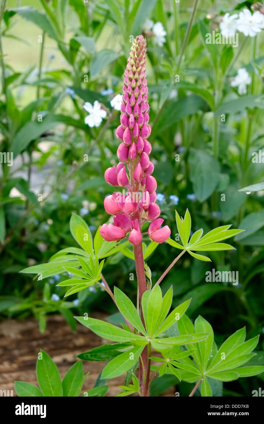 Pink Lupin  blooming in flower bed Stock Photo