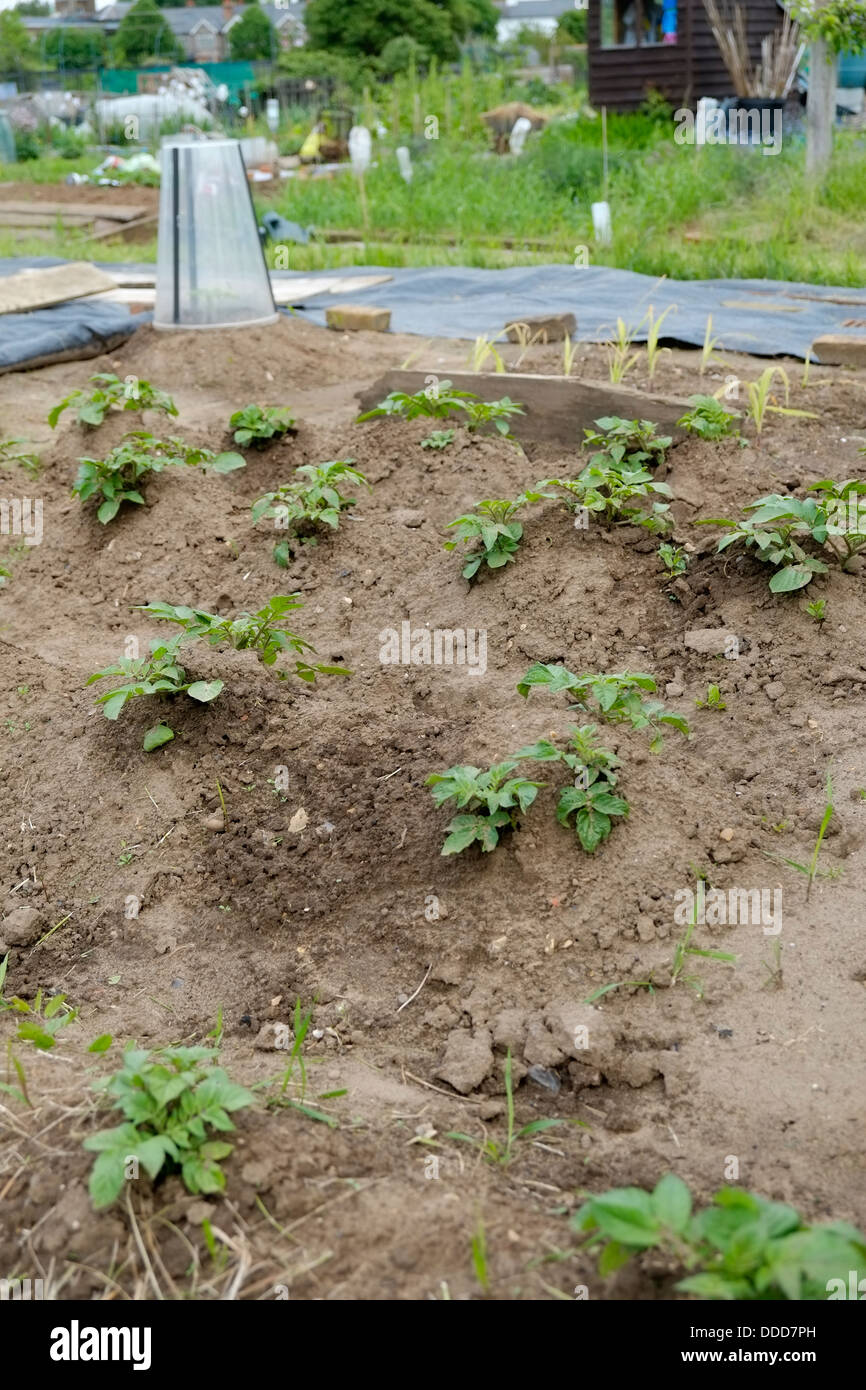 Potato plants newly dug in allotment. Stock Photo