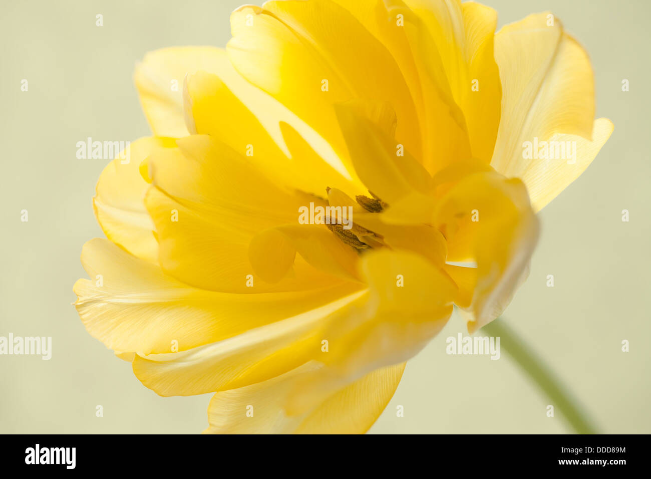 Tulip in bloom Stock Photo Alamy