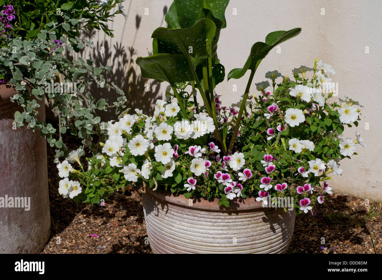 Flowerpot with various flowers Stock Photo