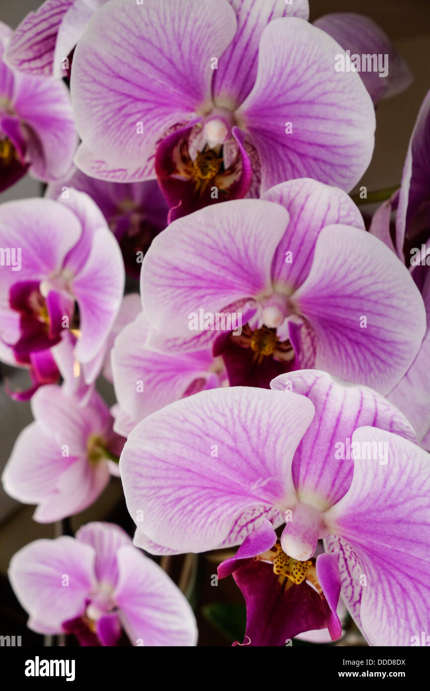 Blooming Orchid Stock Photo