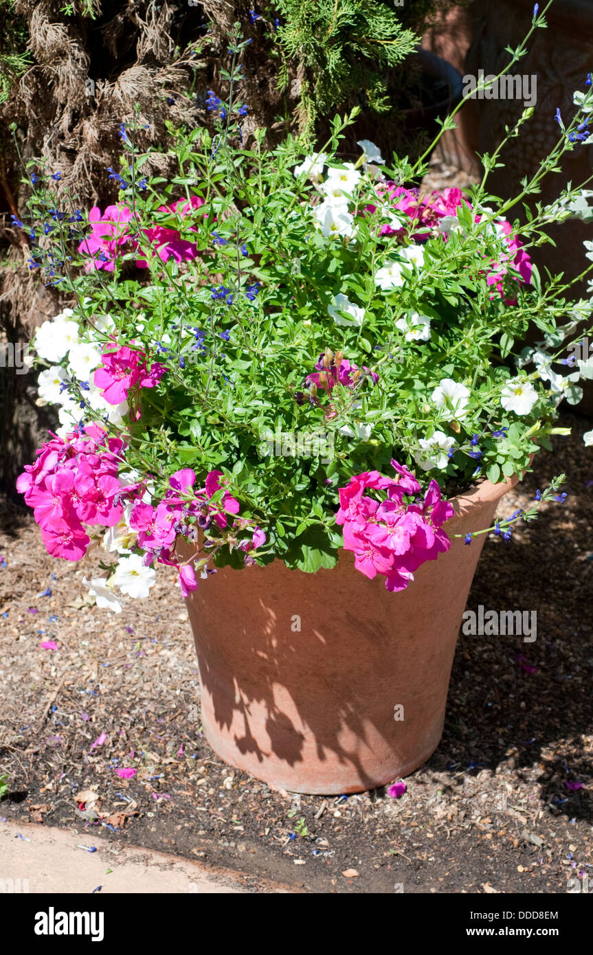 Flowerpot with various flowers Stock Photo