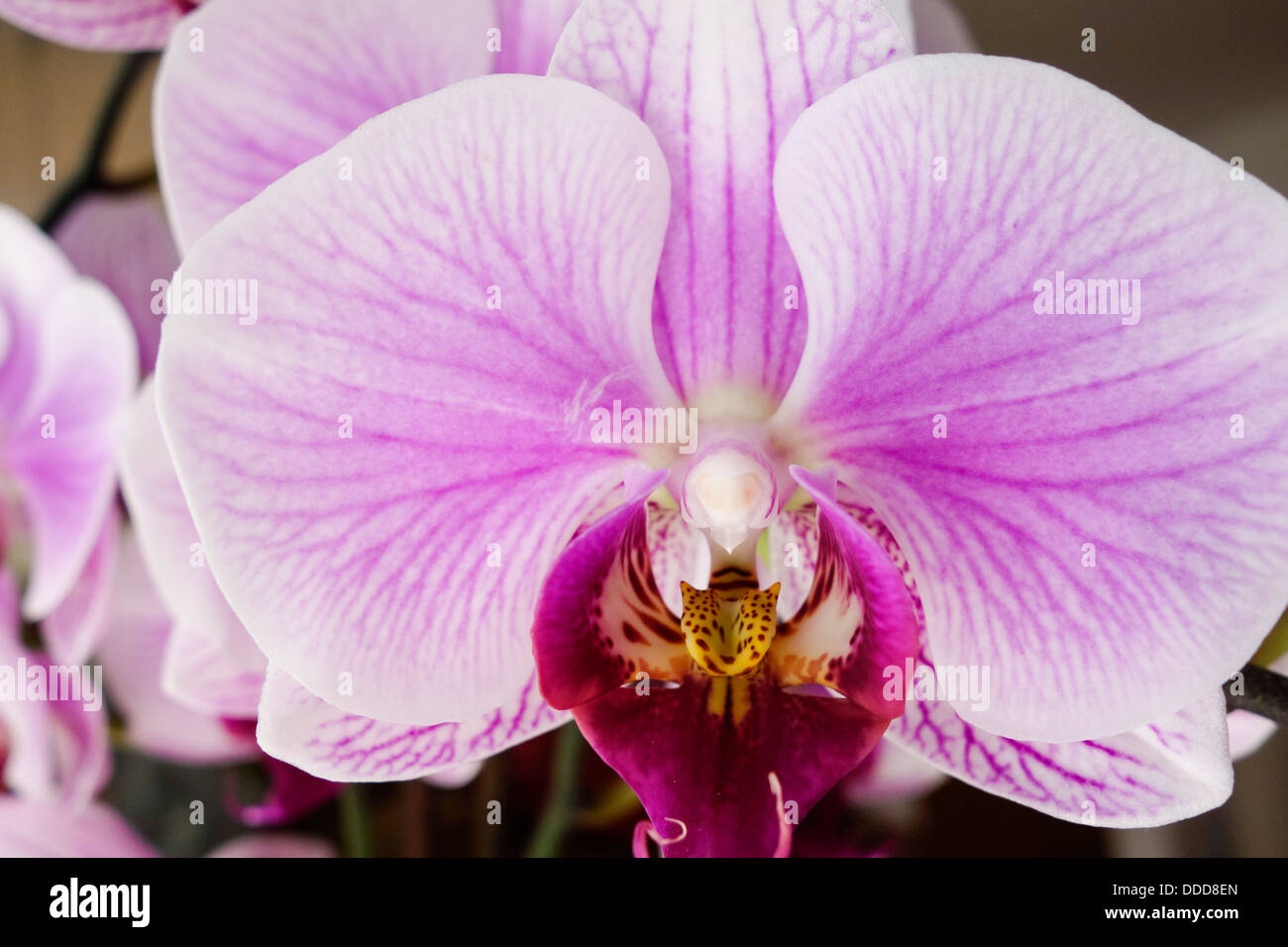 Blooming Orchid Stock Photo