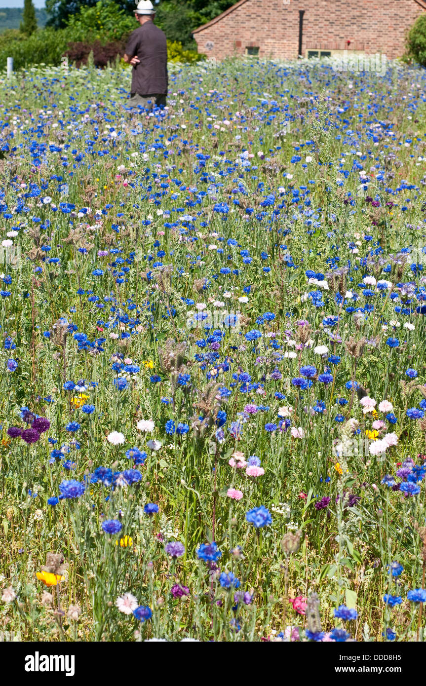 Cornflower meadow england hires stock photography and images Alamy