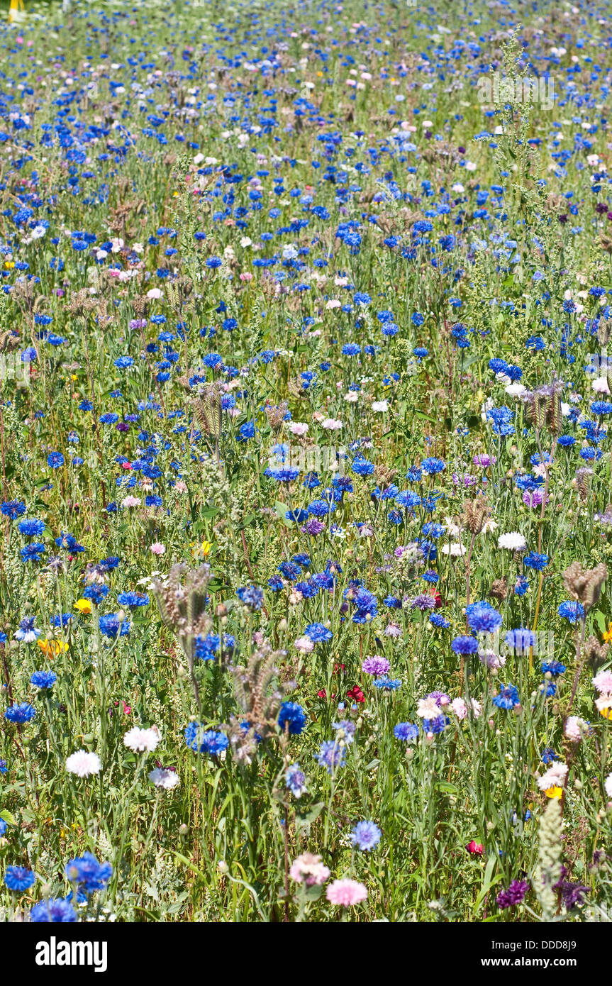 Cornflower meadow garden hires stock photography and images Alamy