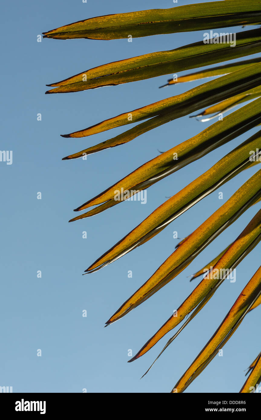 Yellow and green palm tree leaves against a blue sky Stock Photo - Alamy