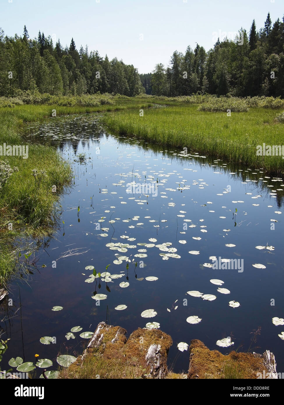 River with the water lily leaf Stock Photo - Alamy