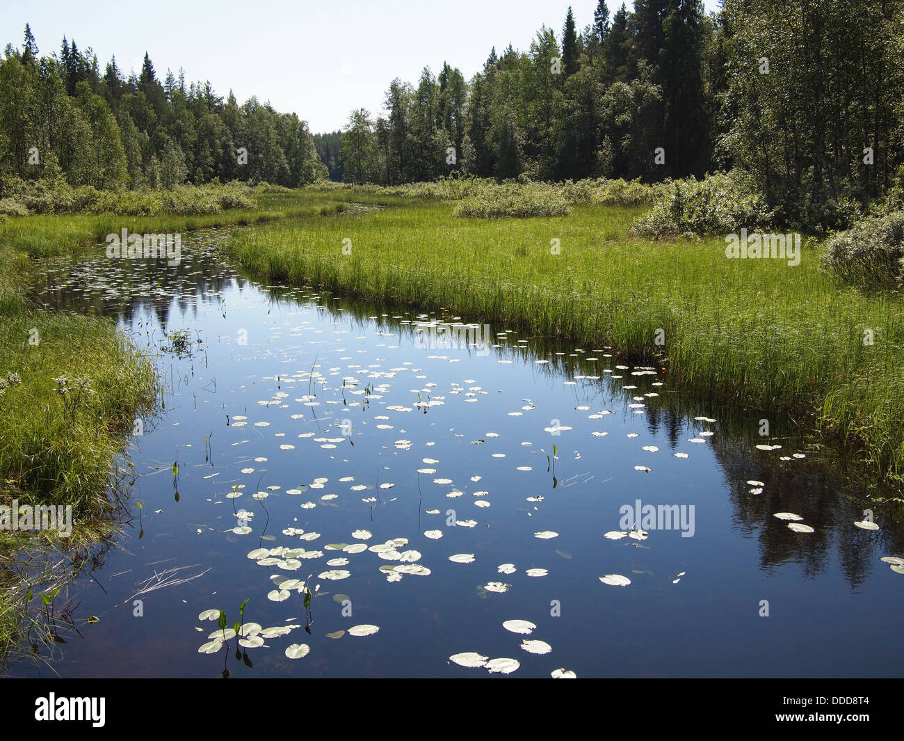River with the water lily leaf Stock Photo - Alamy