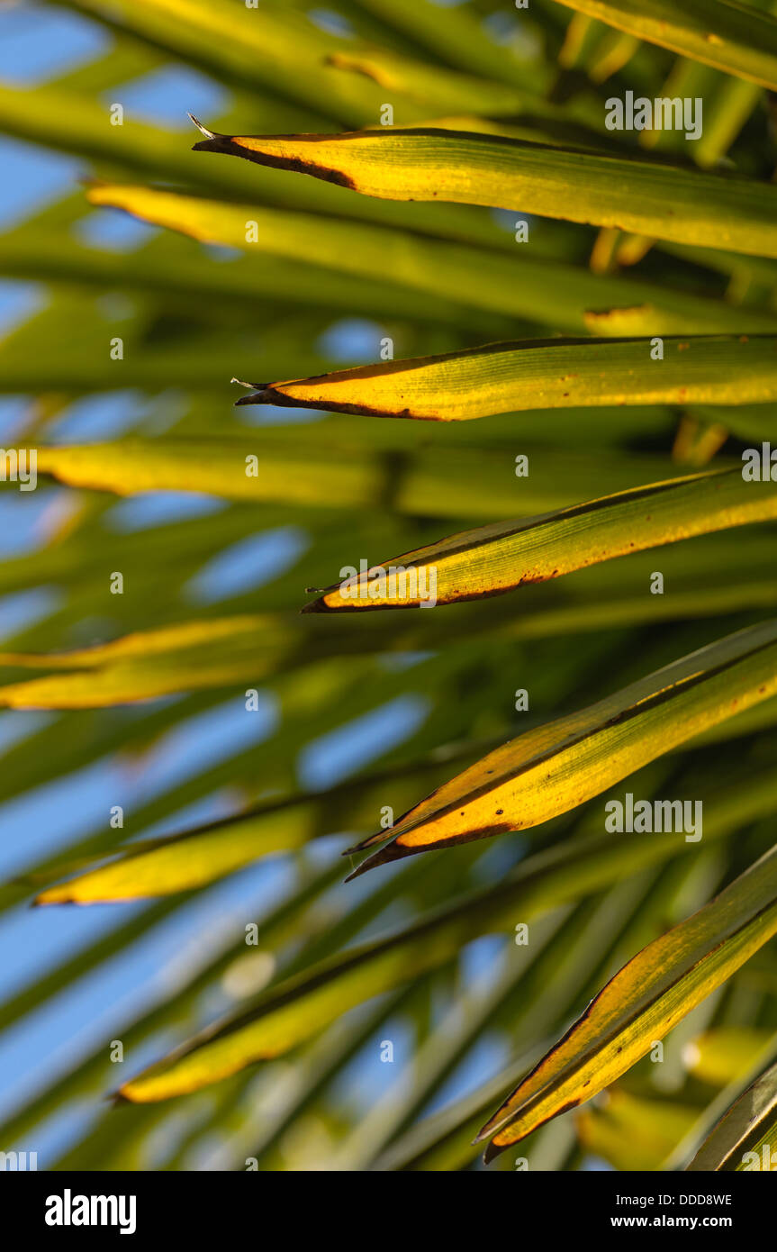 Yellow and green palm tree leaves against a blue sky Stock Photo - Alamy