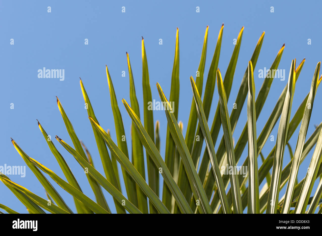 Yellow and green palm tree leaves against a blue sky Stock Photo - Alamy
