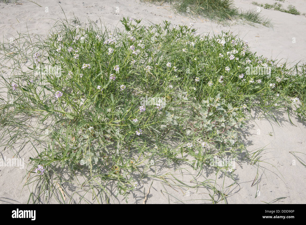 Sea Rocket (Cakile maritima) growing on edge of sand dune. Stock Photo