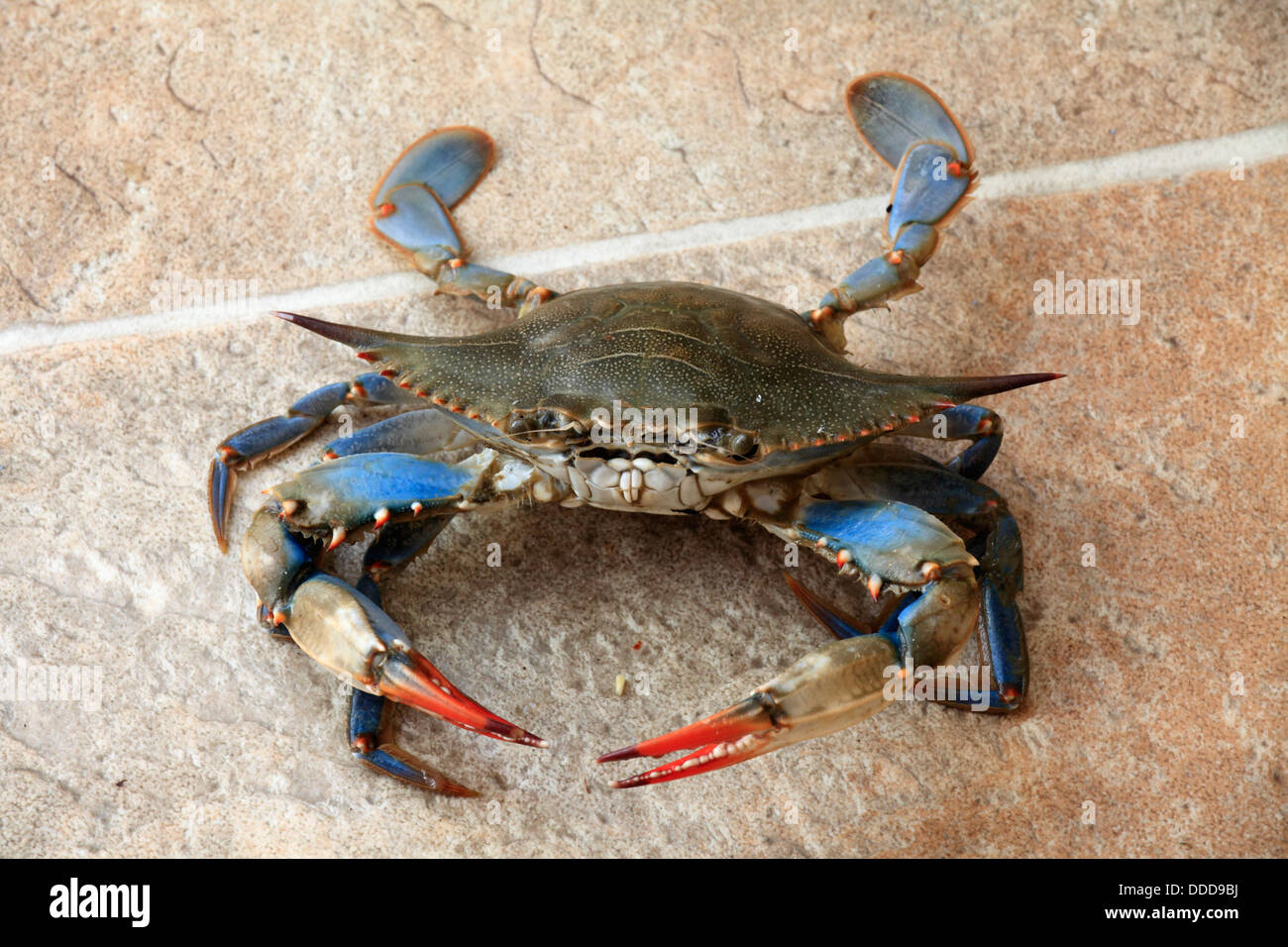 Atlantic blue crab, Stock Photo