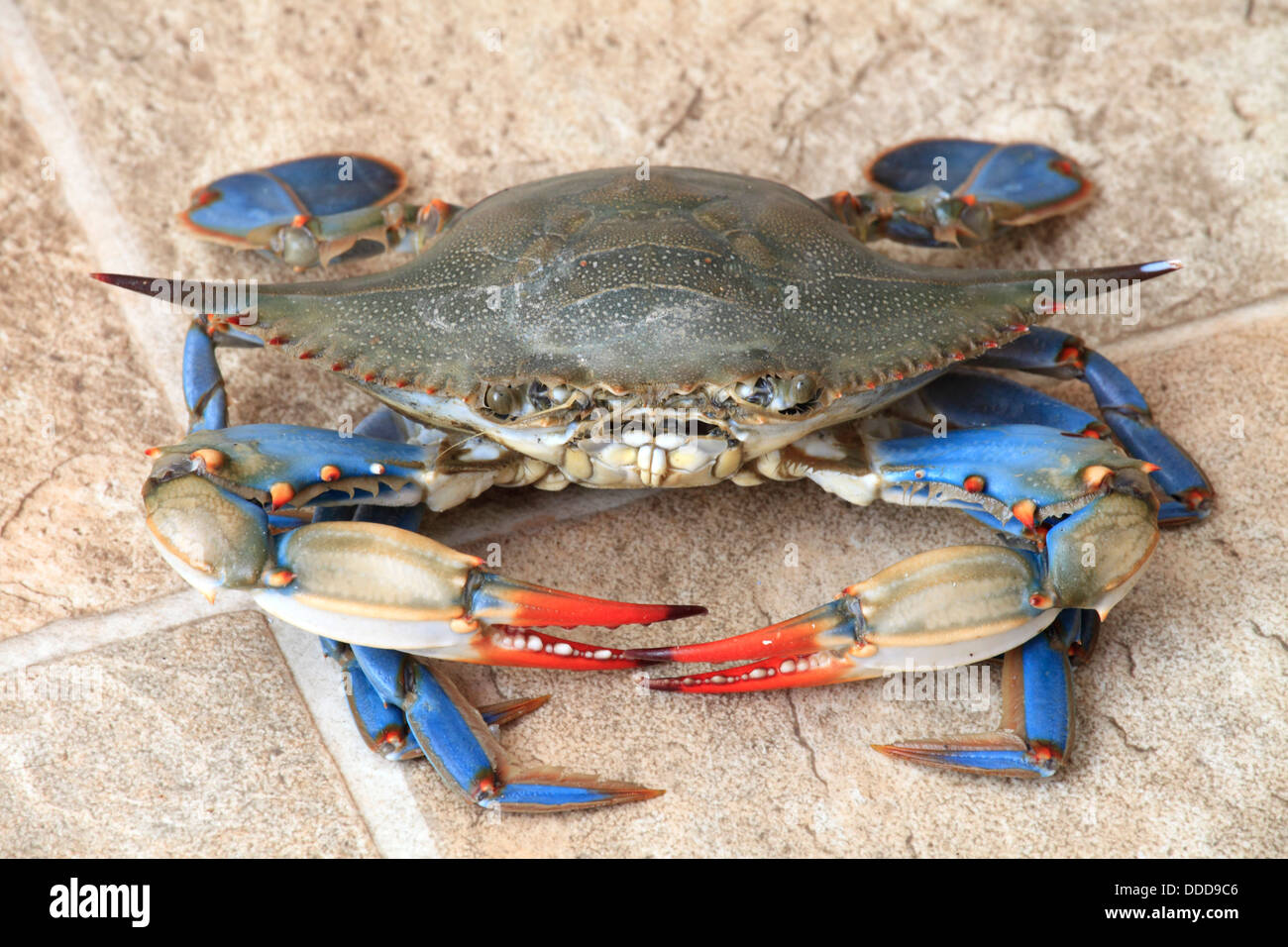 Atlantic blue crab hi-res stock photography and images - Alamy