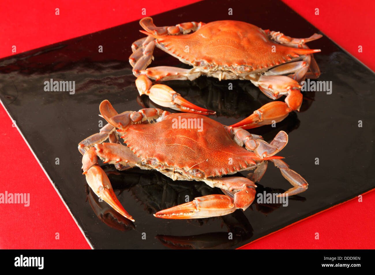 Atlantic blue crabs, Stock Photo