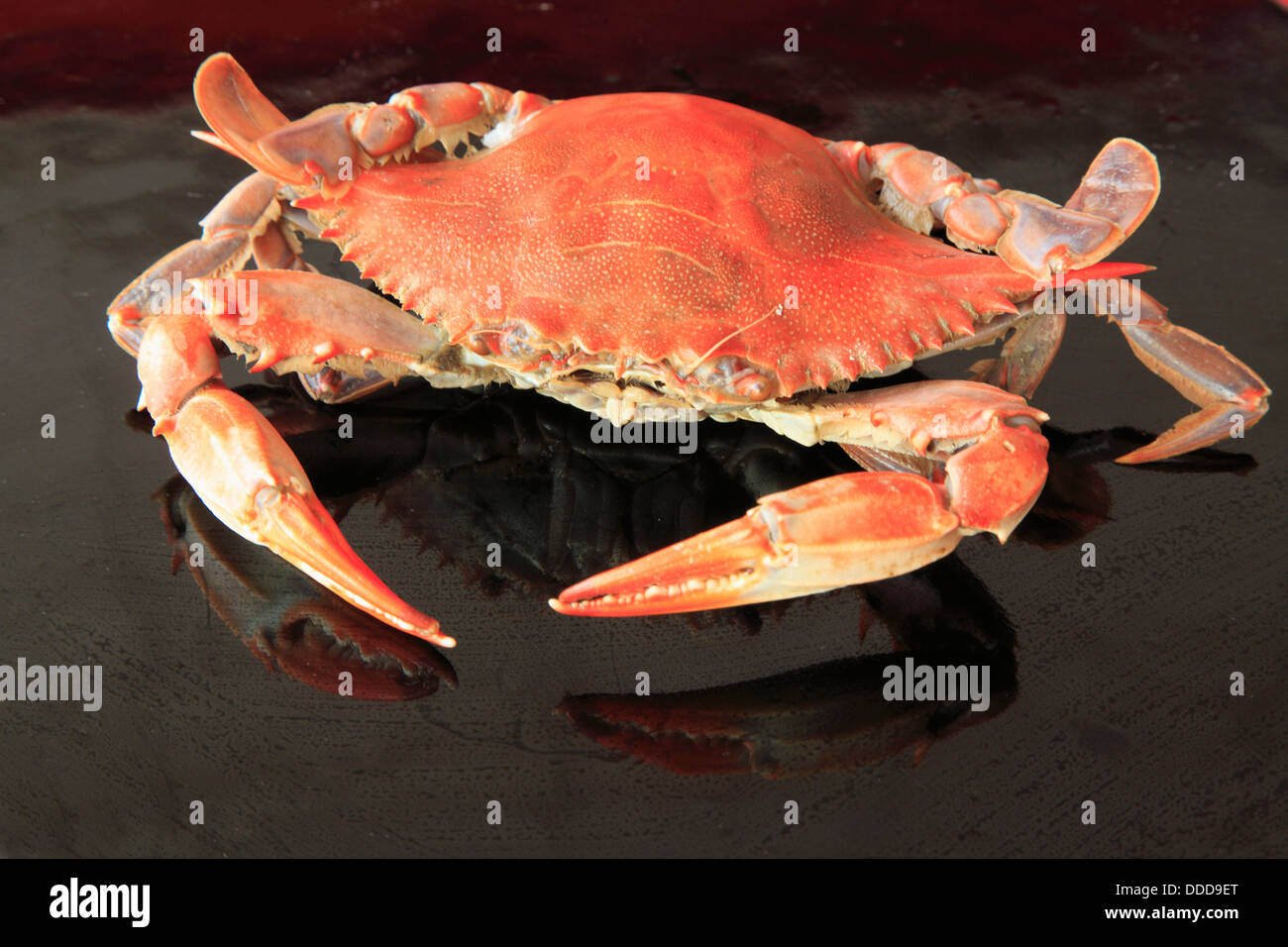 Atlantic blue crab Stock Photo