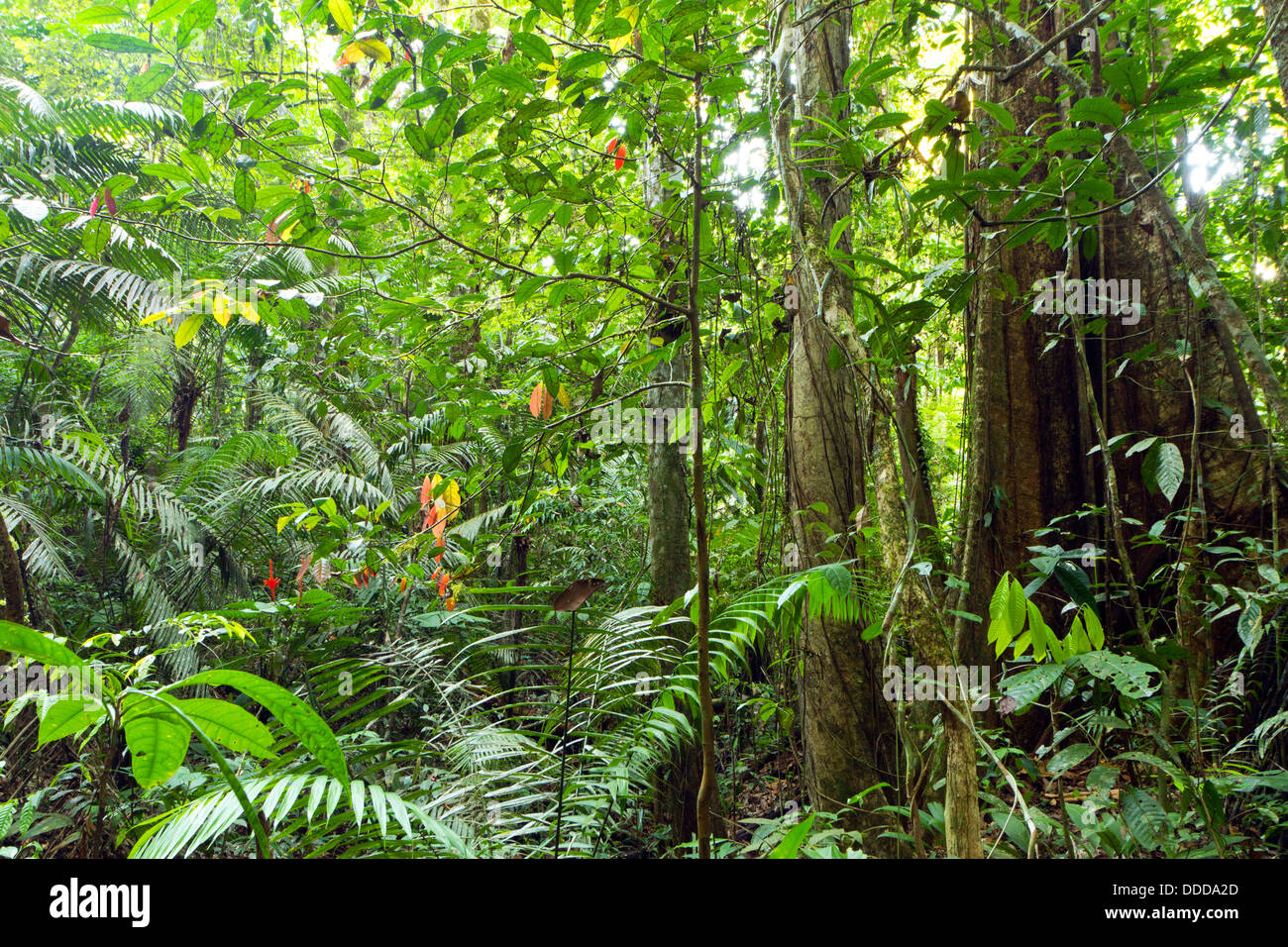 Tree with buttress roots growing in primary rainforest in the ...
