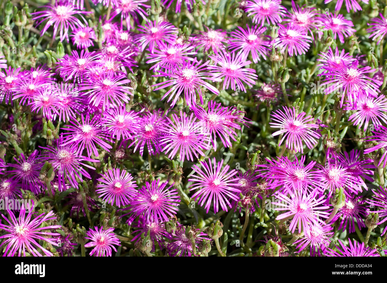 Delosperma brunnthaleri flowers Stock Photo