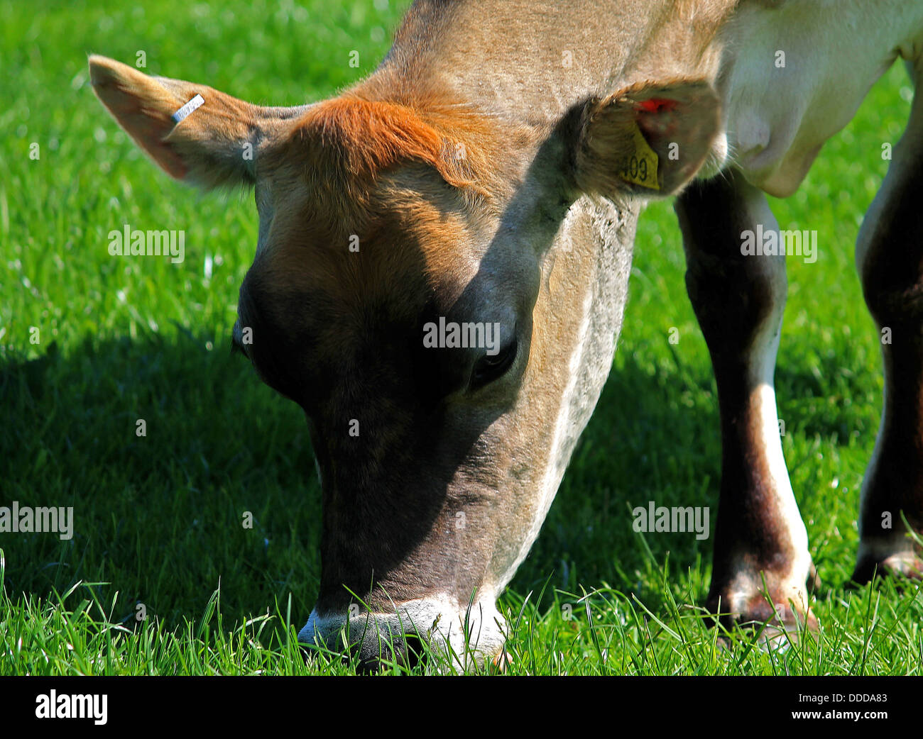 Jersey cow hi-res stock photography and images - Alamy