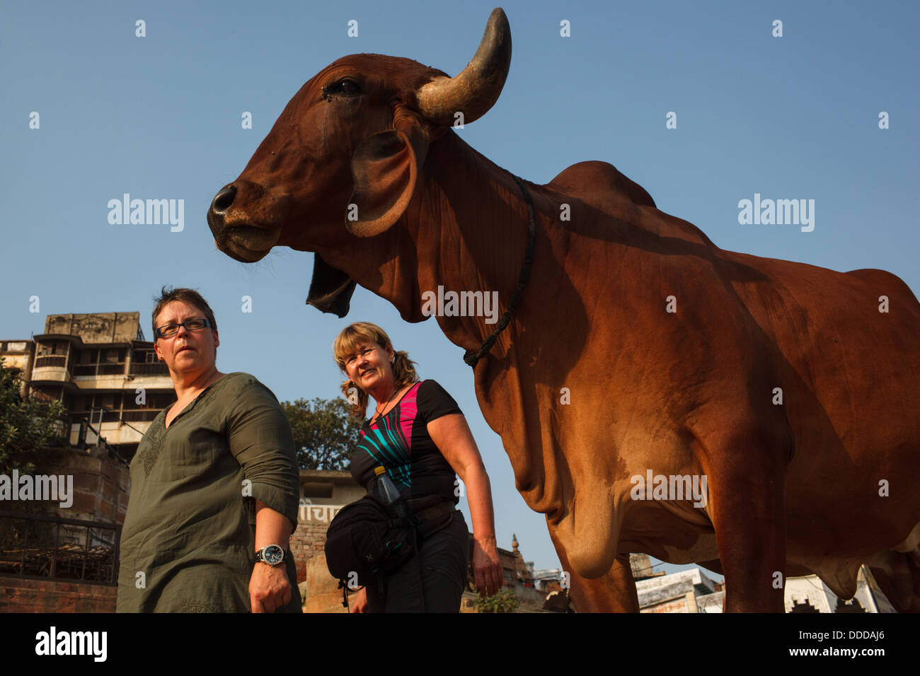 Foreign tourists look at a cow in Varanasi, India. Stock Photo