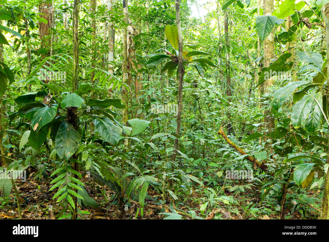 Interior of tropical rainforest with aroid climbers in foreground Stock Photo