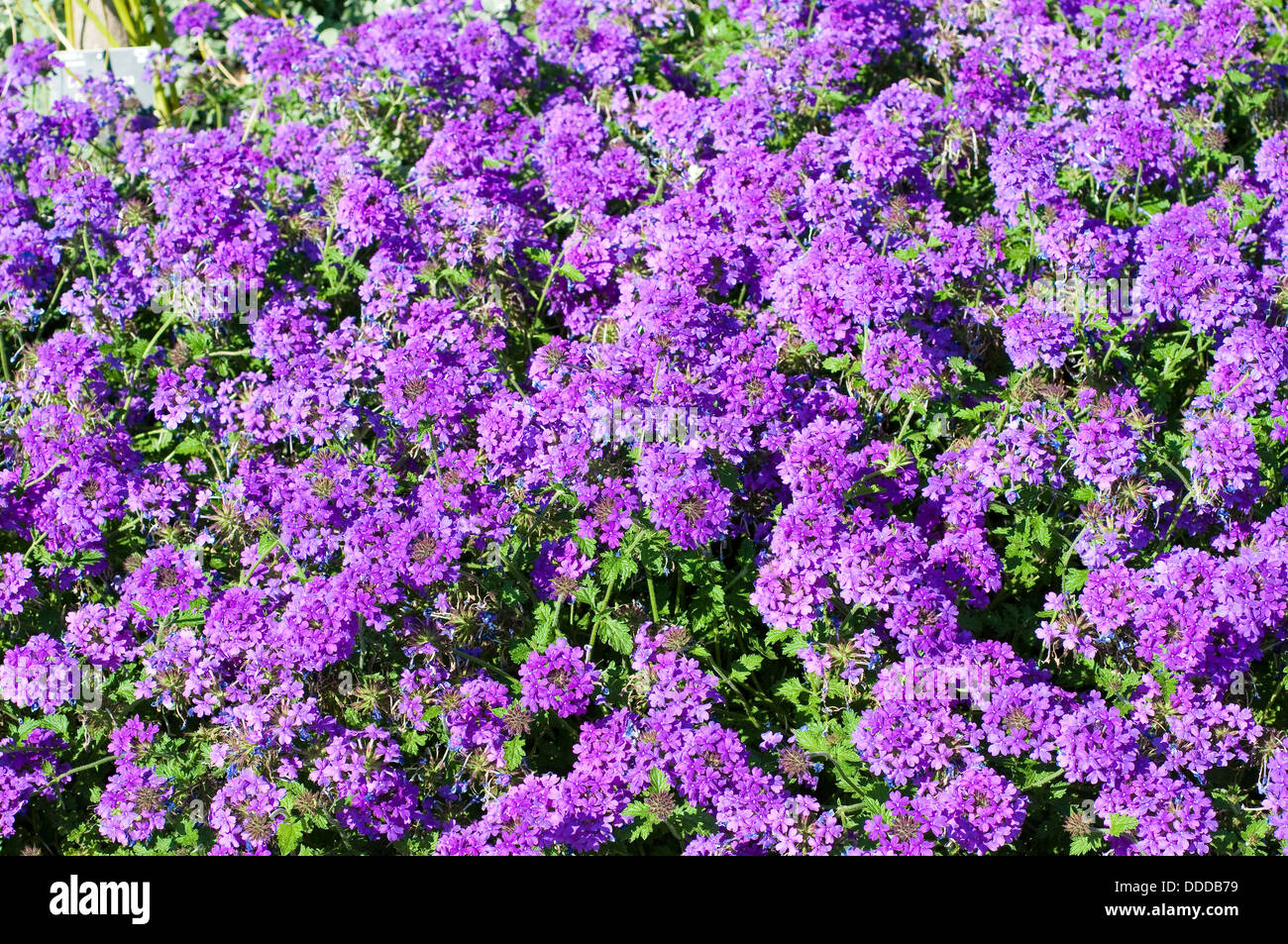 Verbena 'Homestead Purple' Stock Photo