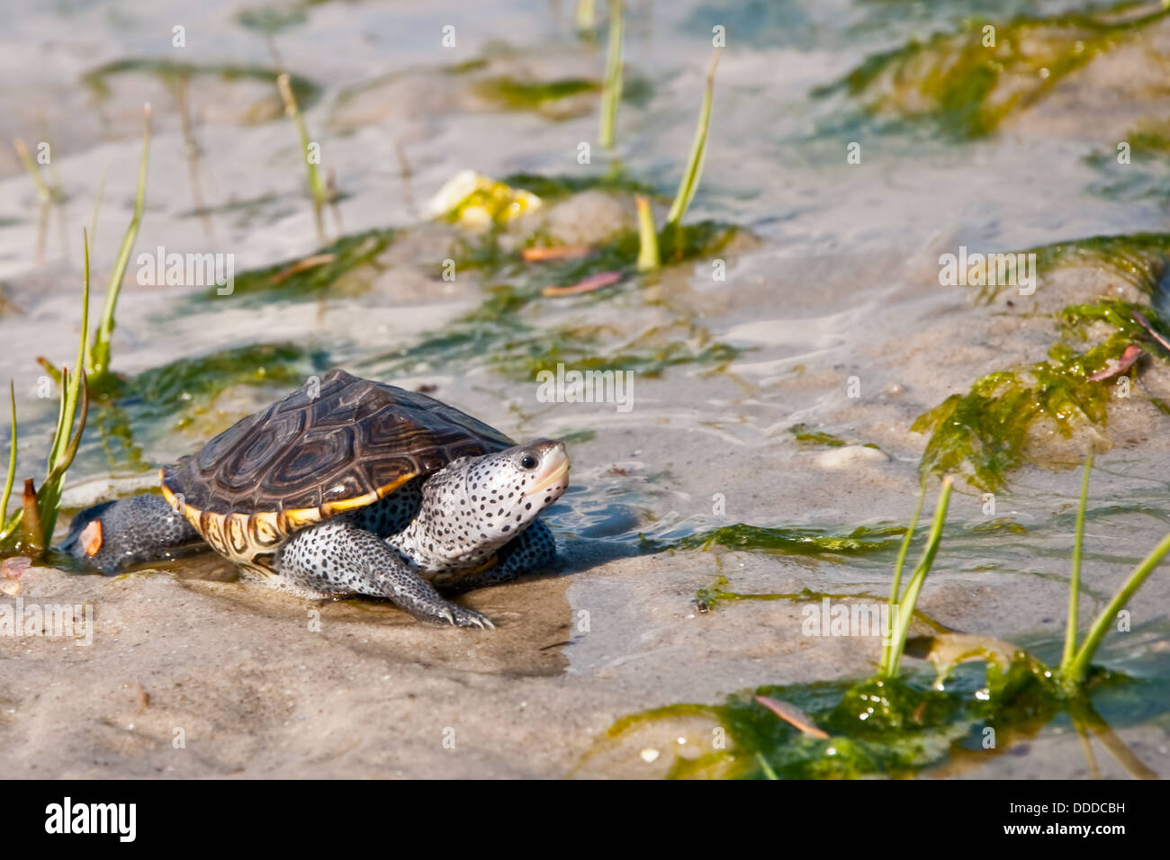 Diamondback Terrapin (Malaclemys terrapin Stock Photo - Alamy