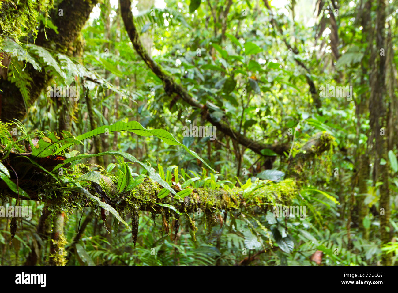 Epiphytes (ferns and moss) growing on branches in the rainforest interior, Ecuador Stock Photo