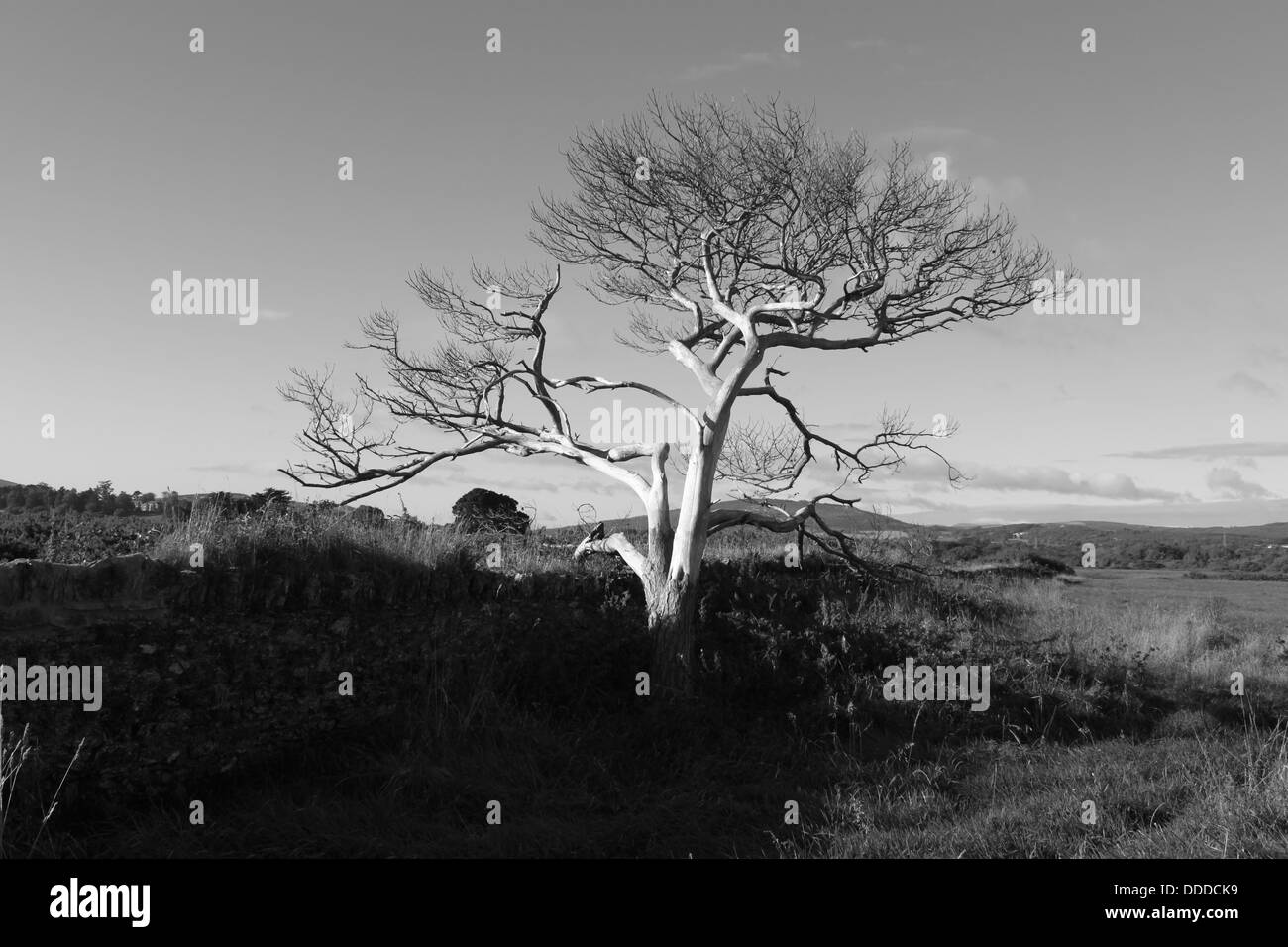 Old tree Black and White Stock Photos & Images Alamy