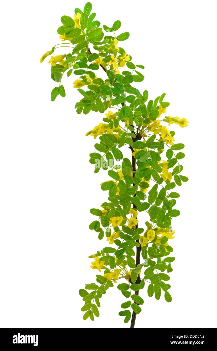 Yellow acacia (Caragana arborescens) branch isolated on a white background Stock Photo