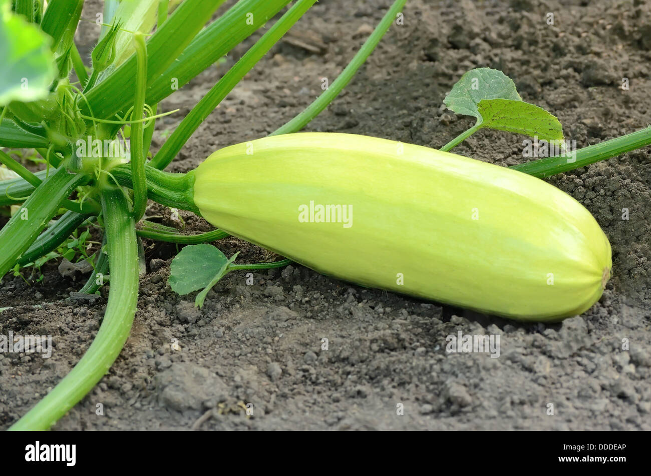 Fresh vegetable marrow in a vegetable garden Stock Photo
