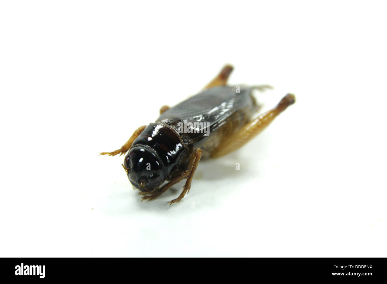 fried crickets , Jing Leed tod Stock Photo