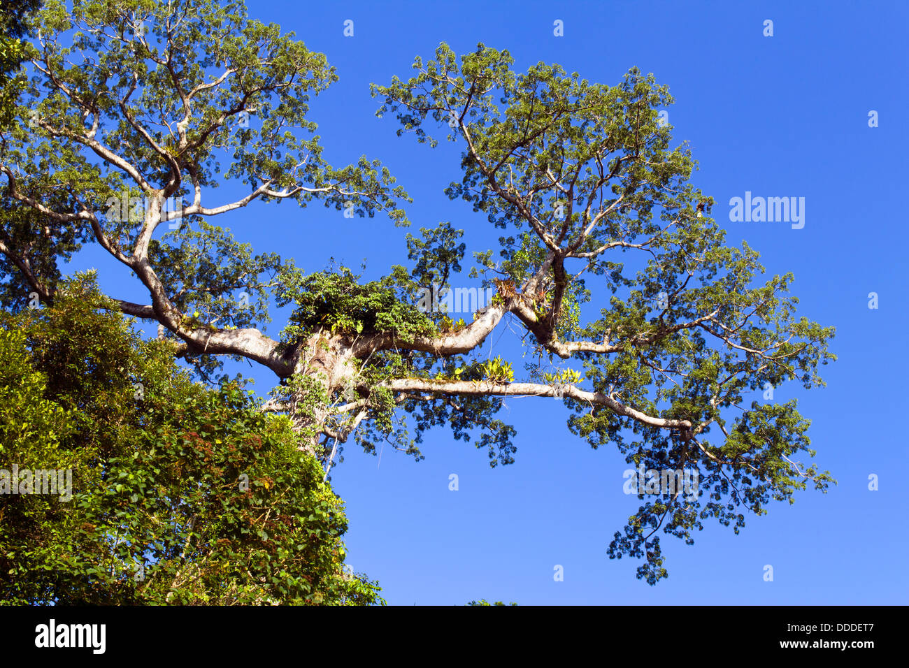 Rainforest tree hires stock photography and images Alamy