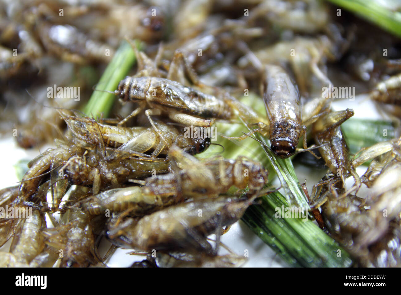 fried crickets , Jing Leed tod Stock Photo
