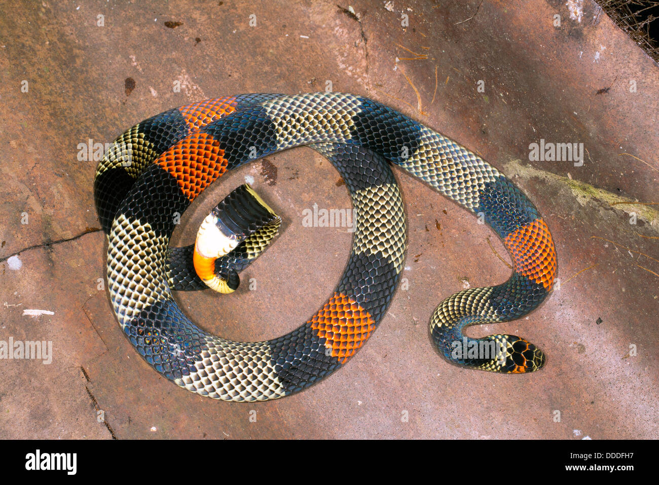 Amazonian Coral Snake (Micrurus spixii obscurus), Ecuador Stock Photo