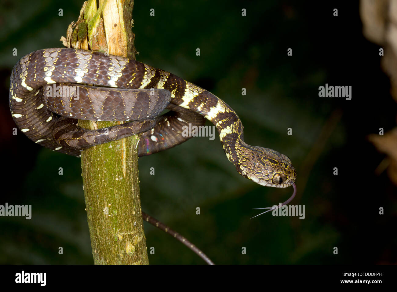 Neotropical snail-eater (Dipsas indica), Ecuador Stock Photo