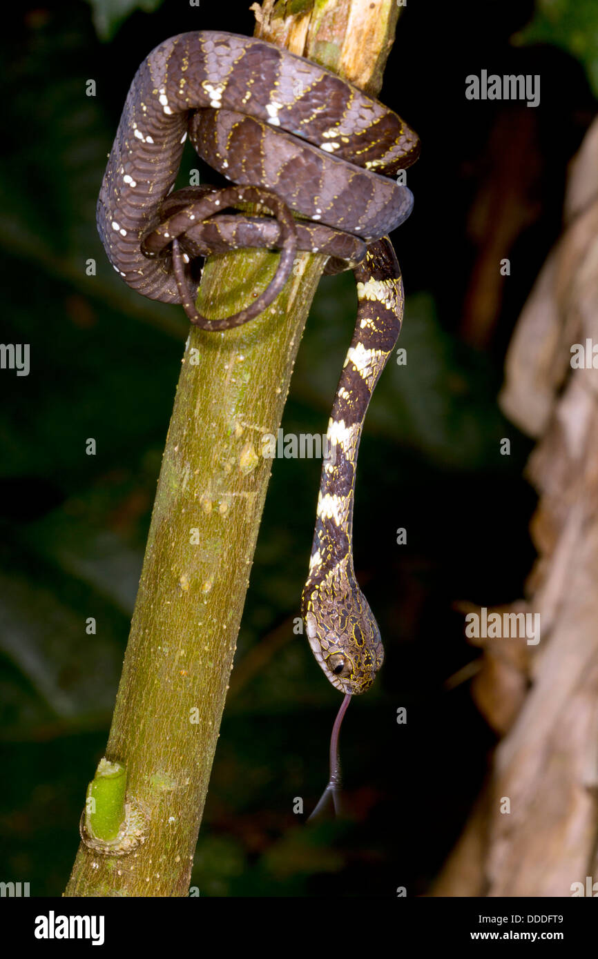 Neotropical snail-eater (Dipsas indica), Ecuador Stock Photo