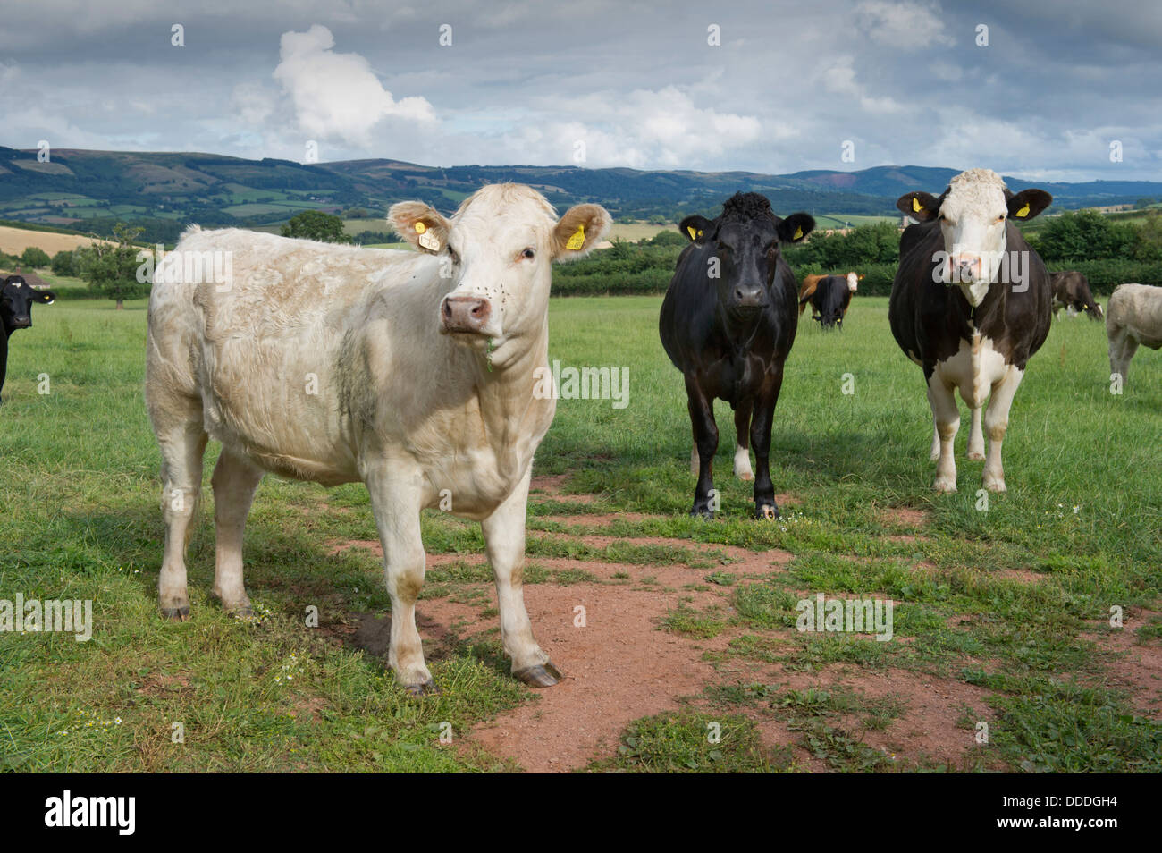 Healthy cattle in a field on a farm in Monksilver,Somerset,UK,in a badger cull test area.a UK countryside cows TB 'Bovine TB' Stock Photo