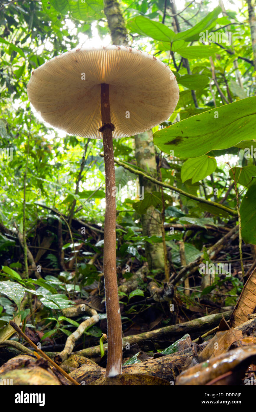 Low angle view of a parasol mushroom growing on the rainforest floor, Ecuador Stock Photo