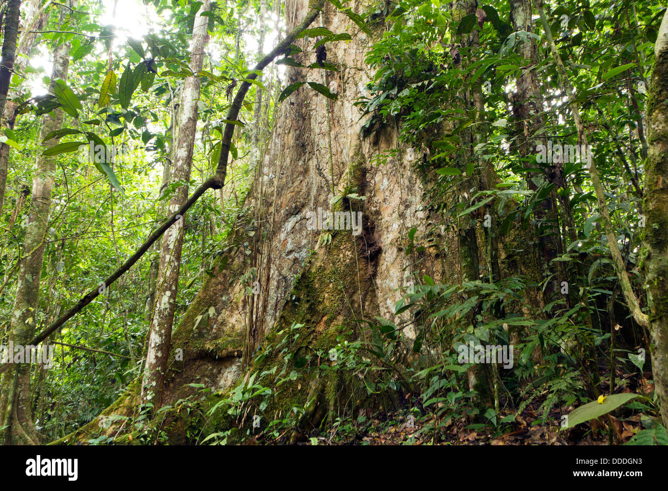 large tree with buttress roots in primary tropical rainforest, Ecuador Stock Photo