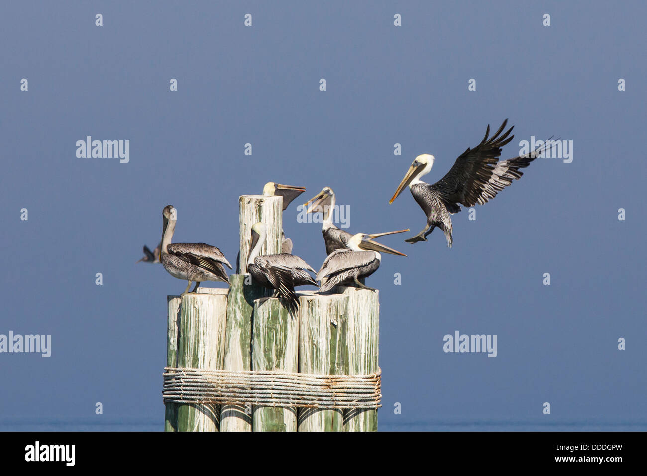 Perched on poles hi-res stock photography and images - Alamy